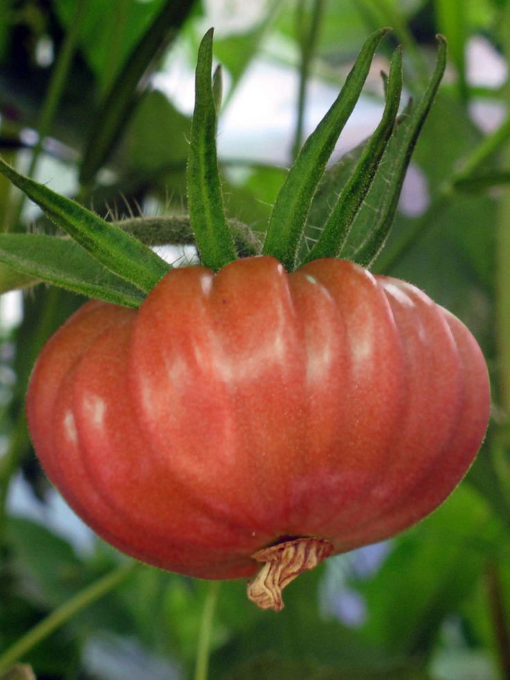 beni yetiştiren domates.jpg
